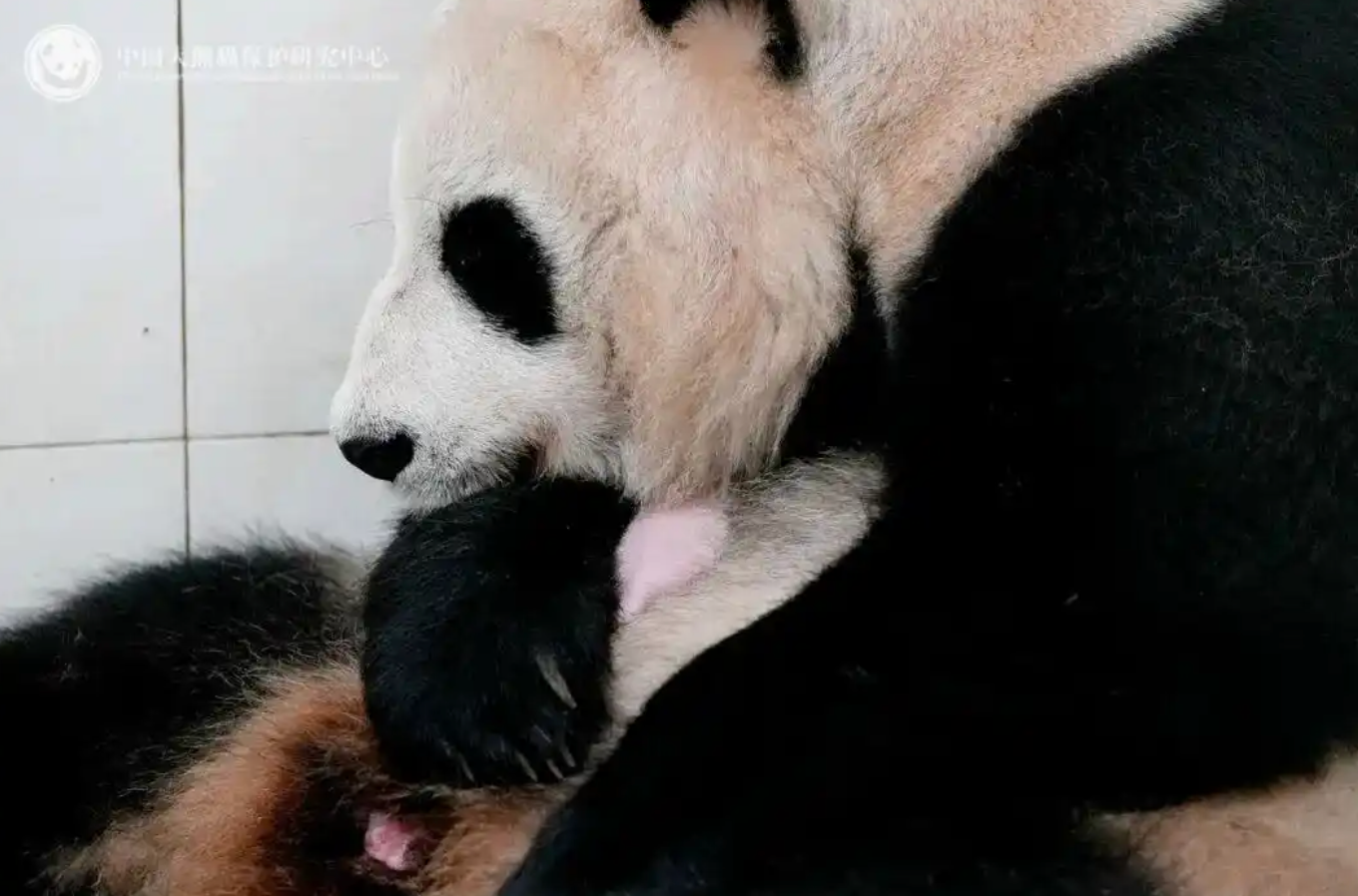 十四届全国人大常委会第二十三次会议在京举行 审议商标法修订草案等 赵乐际主持
